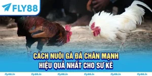 cách nuôi gà đá chân mạnh